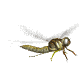 dragonfly animuoti-vaizdai-gif